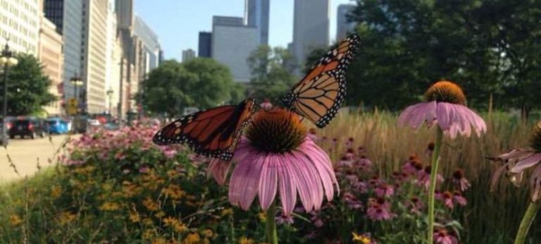 What Can a City Dweller do to Help the Monarch Butterfly?