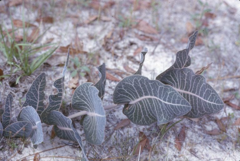 In Which U.S. States are Sandhill Milkweed Native?