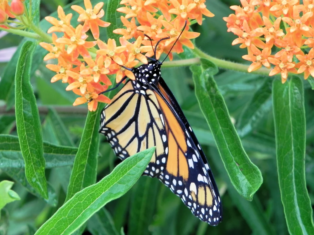 Monarch Butterfly Garden Kit -28 Species of Perennial Milkweed and  Wildflower Seeds - If You Grow it Monarchs Will Come - Kids STEM Project -  Create a