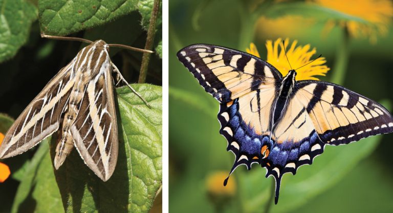 What is the Difference Between a Butterfly and a Moth?
