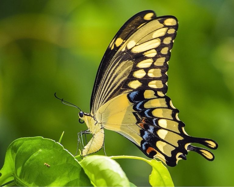 What is the Larval Host Plant for an Eastern Giant Swallowtail Butterfly?