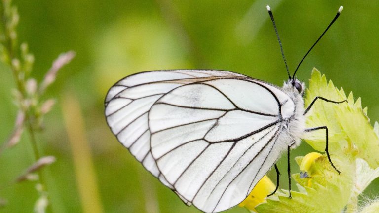 Top 5 Milkweed Butterflies of the World!