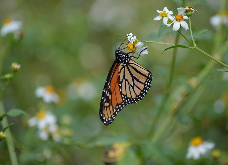 Will the Monarch Butterfly Survive?