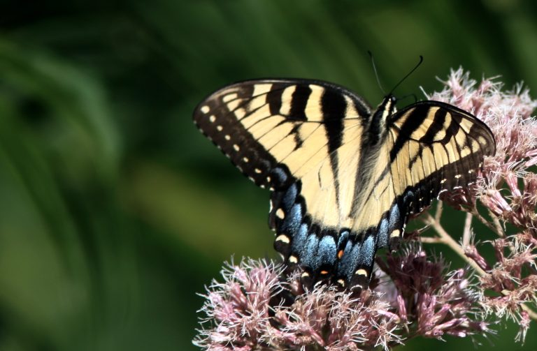 What’s the Difference Between an Eastern Tiger Swallowtail and an Eastern Giant Swallowtail?