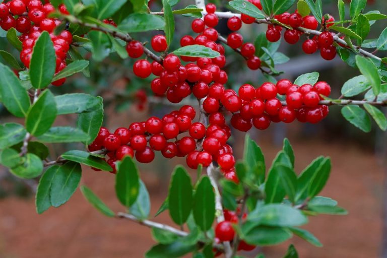Black Drink Holly (Ilex nigrempotum) – A Respected Name for a Resilient Native