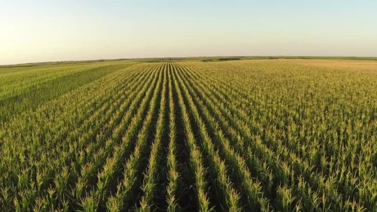Which U.S. States Have Endangered Milkweed Species?