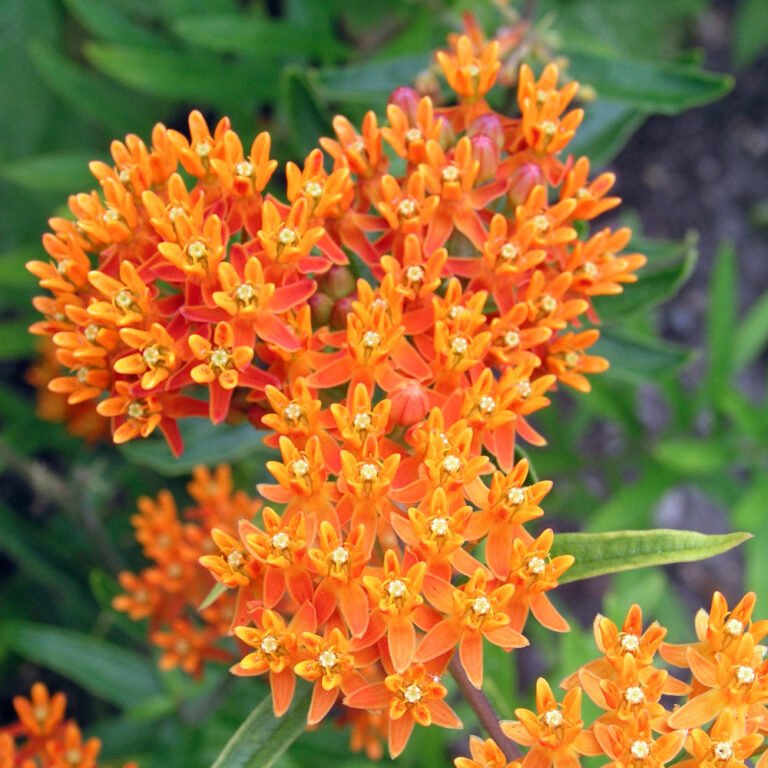 How to Germinate Butterflyweed (Asclepias Tuberosa)