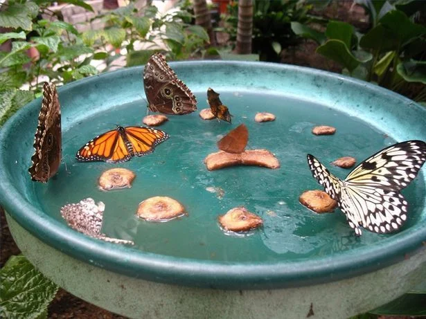 https://www.johnnybutterflyseed.com/wp-content/uploads/2023/06/117ad6ec8a060072da7c8e676b858060-butterfly-food-butterfly-plants.jpg.webp