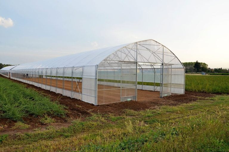 How Can Native Nurseries Best Germinate Sandhill Milkweed Seeds?