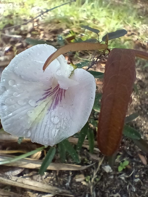 2 Sweet-Scented Pigeonwings (Clitoria Fragrans) Seeds - Florida Native - FL ONLY - Image 2