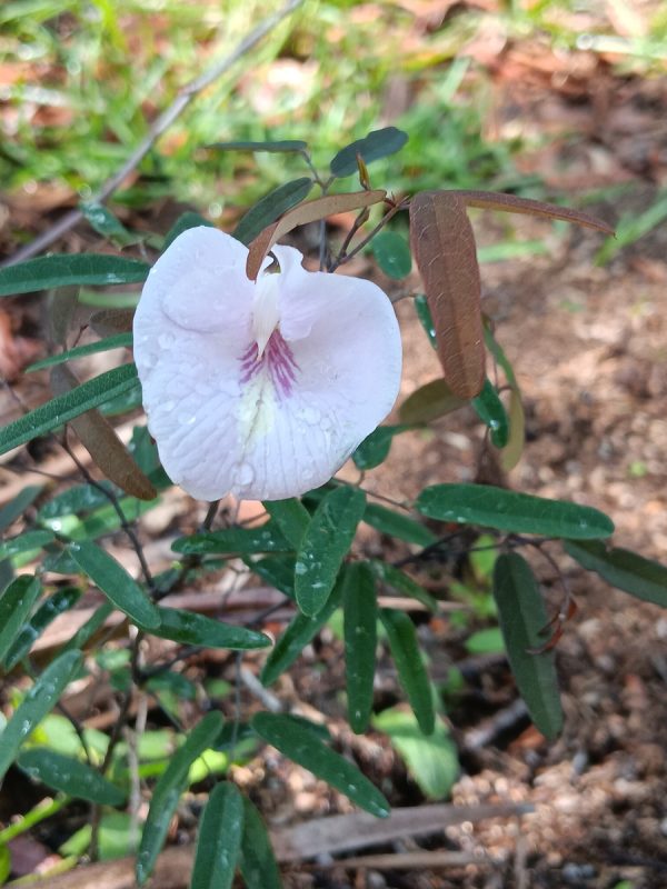 2 Sweet-Scented Pigeonwings (Clitoria Fragrans) Seeds - Florida Native - FL ONLY - Image 3