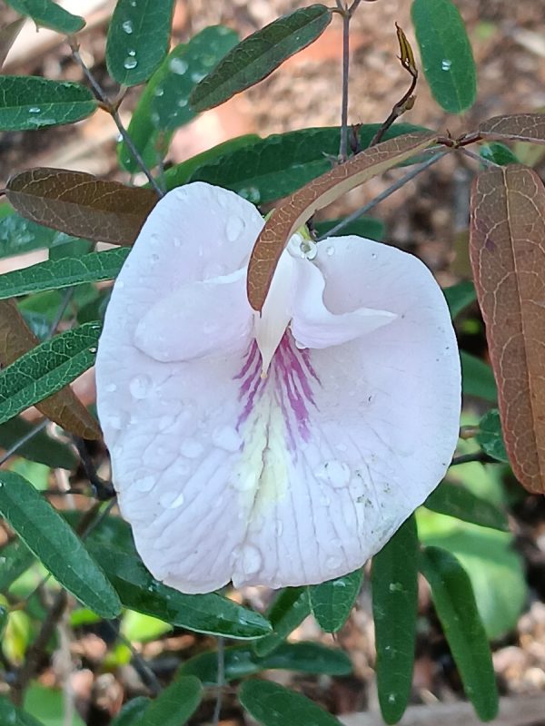 2 Sweet-Scented Pigeonwings (Clitoria Fragrans) Seeds - Florida Native - FL ONLY - Image 4