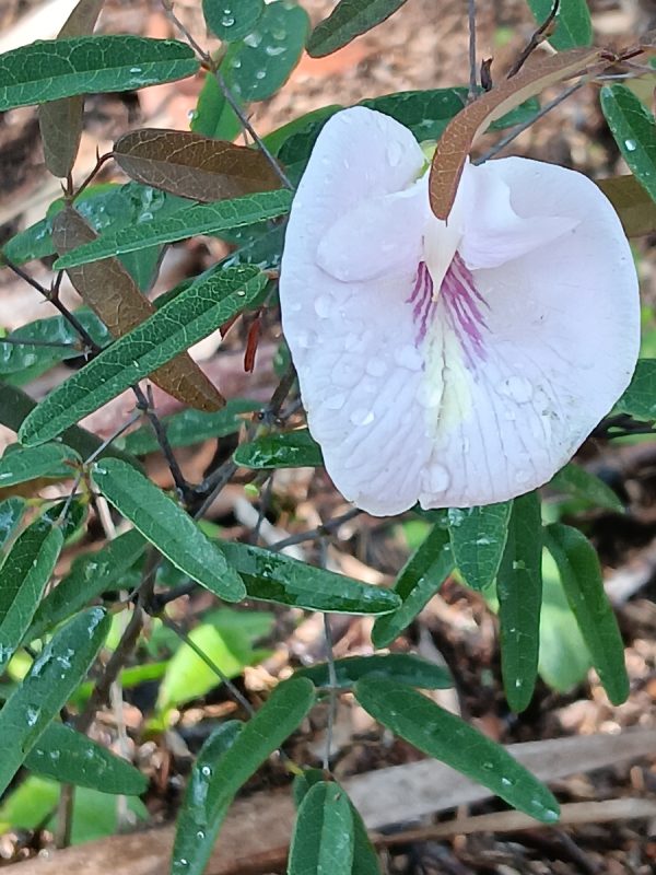 2 Sweet-Scented Pigeonwings (Clitoria Fragrans) Seeds - Florida Native - FL ONLY - Image 5