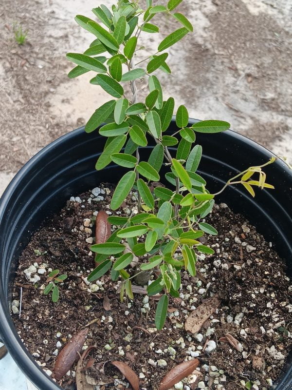 2 Sweet-Scented Pigeonwings (Clitoria Fragrans) Seeds - Florida Native - FL ONLY - Image 6