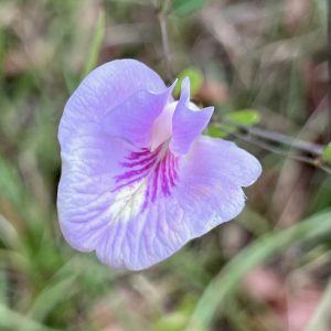 2 Sweet-Scented Pigeonwings (Clitoria Fragrans) Seeds - Florida Native - FL ONLY