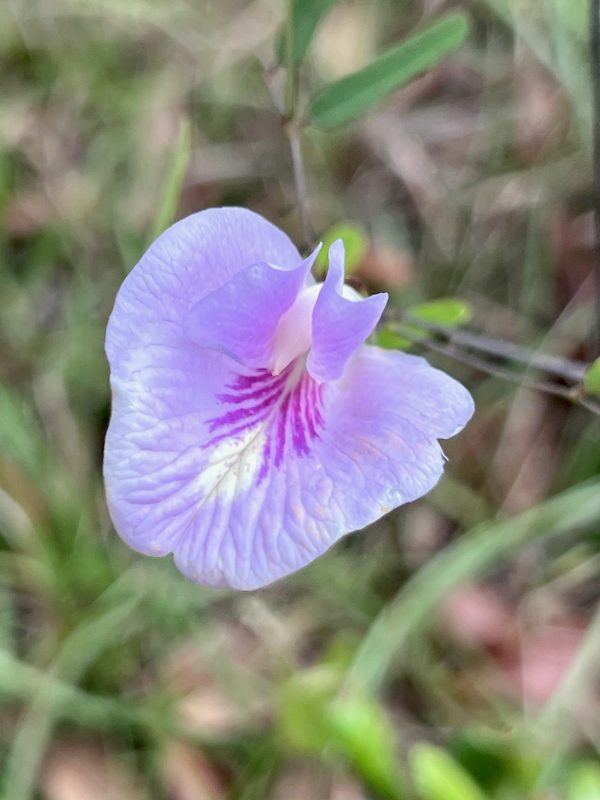 2 Sweet-Scented Pigeonwings (Clitoria Fragrans) Seeds - Florida Native - FL ONLY
