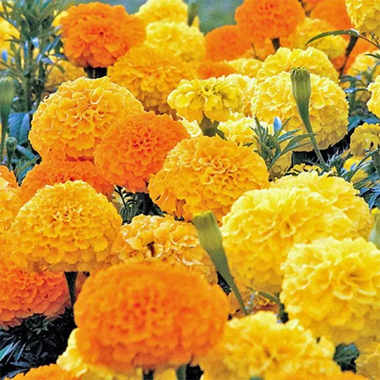 Marigolds in the Butterfly Garden