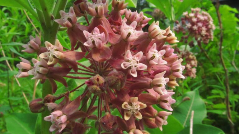 Where is Common Milkweed Native?