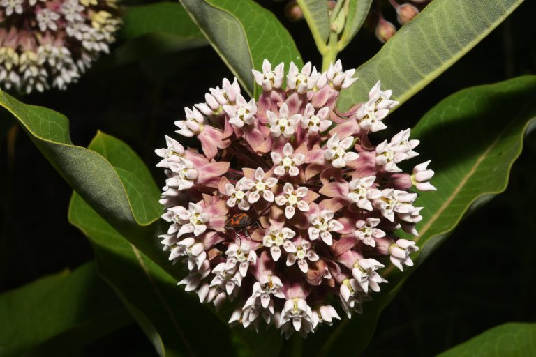 What is “Asclepias”?