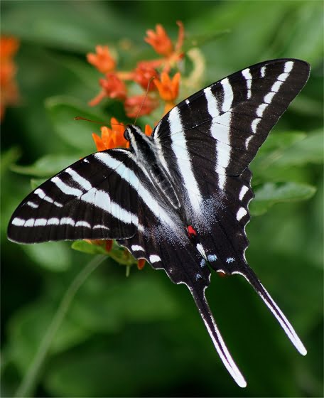 What's the Difference Between a Zebra Swallowtail and a Zebra Longwing ...