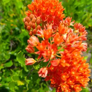 10 Florida-Native "Scrub Tuberosa" (Asclepias Tuberosa) - Free Shipping