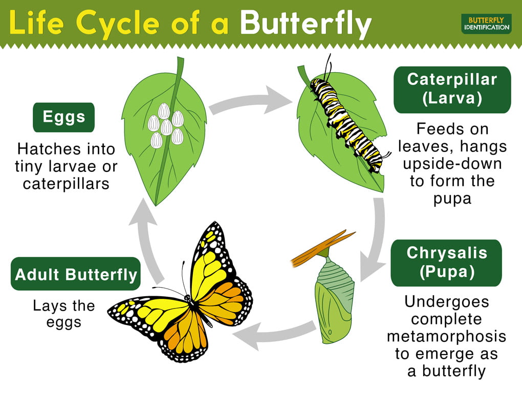 The Butterfly Lifecycle - Simplified! - Johnny Butterflyseed