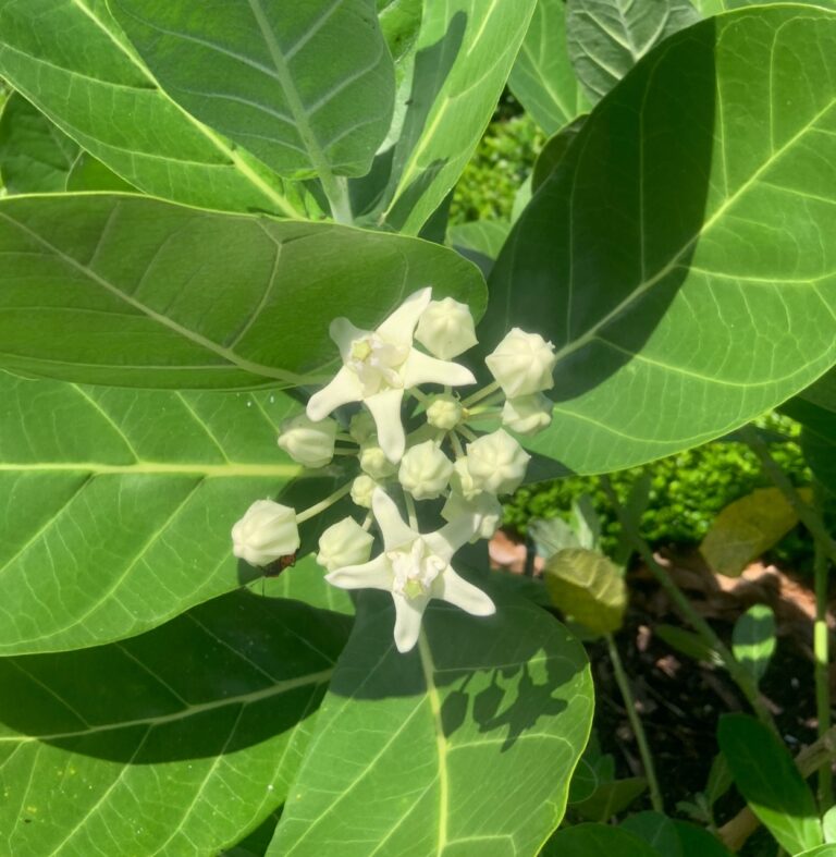 Is Giant Milkweed Invasive to North America?
