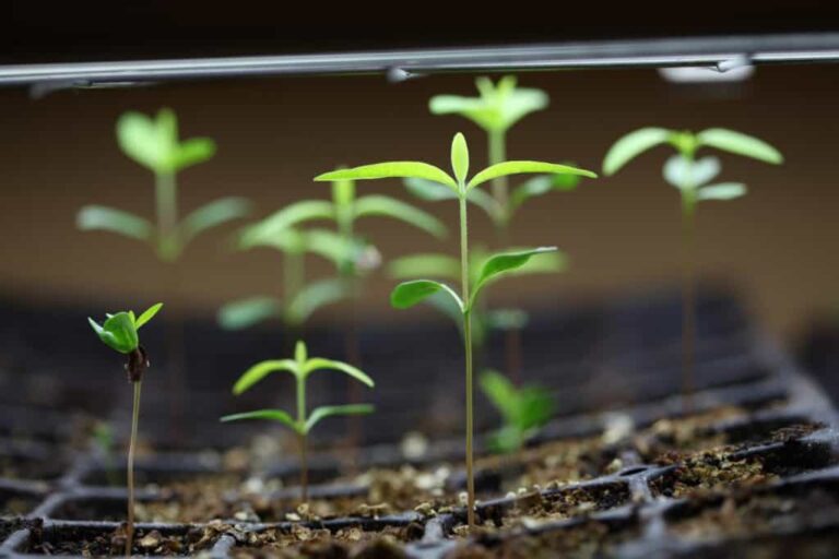 Growing Butterflyweed From Seeds (KIDS ONLY)