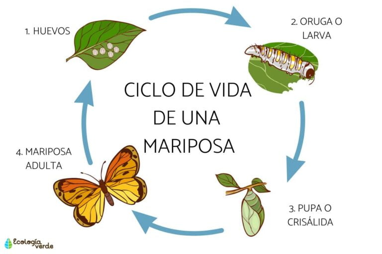 El Ciclo de Vida de la Mariposa – ¡Simplificado!