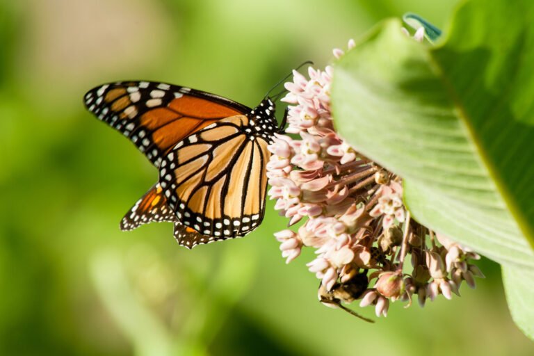 The Special Connection Between Monarch Butterflies and Milkweed Plants