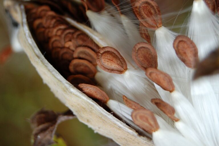 What is “Overseeding” and How Can it Help My Butterfly Garden?