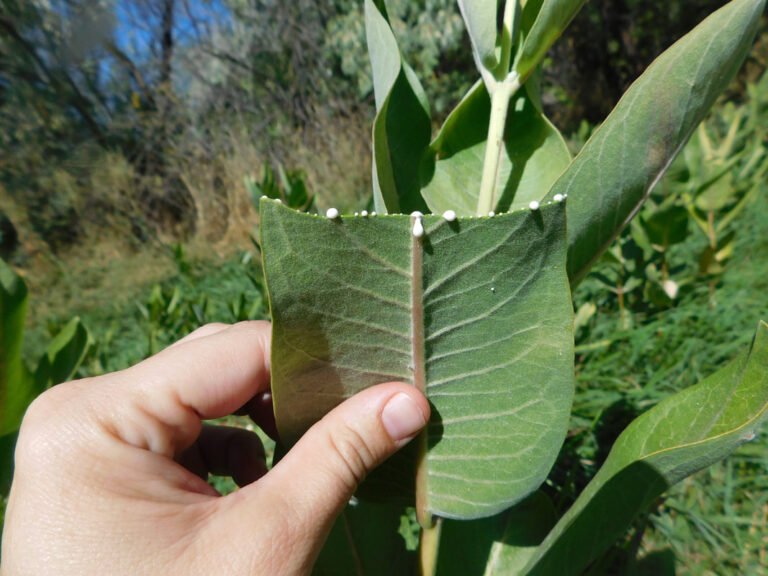 Is Milkweed (Asclepias) Toxic? - Johnny Butterflyseed