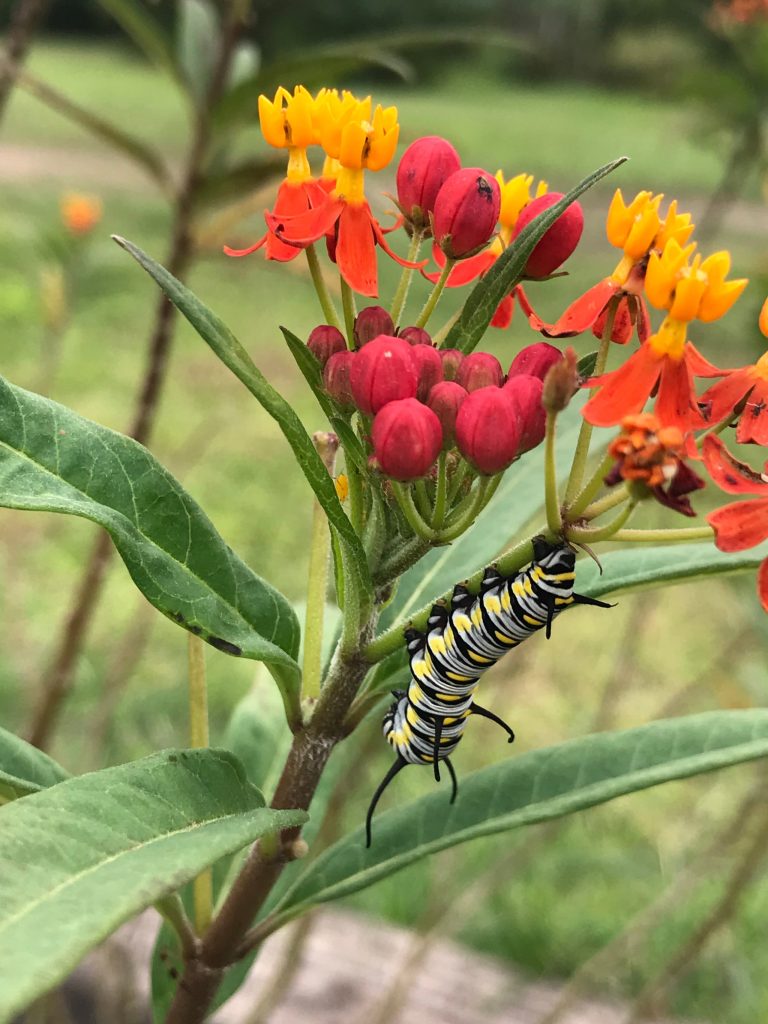 In Which Mexican States is Tropical Milkweed Native?