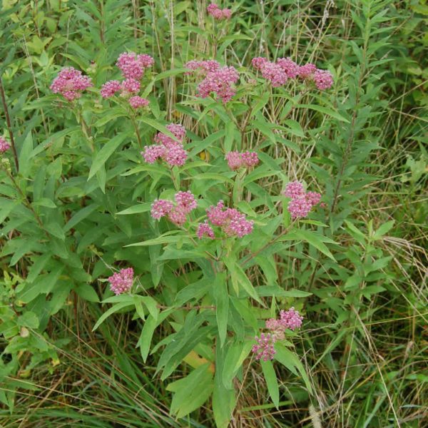 Swamp Milkweed Seed 3-Pack (Asclepias Incarnata) for North America - Image 6