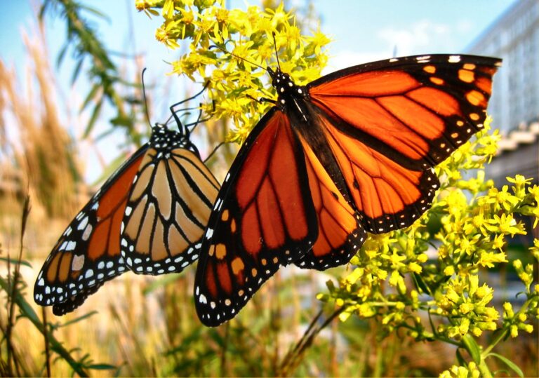 Monarch Butterfly Fun Facts