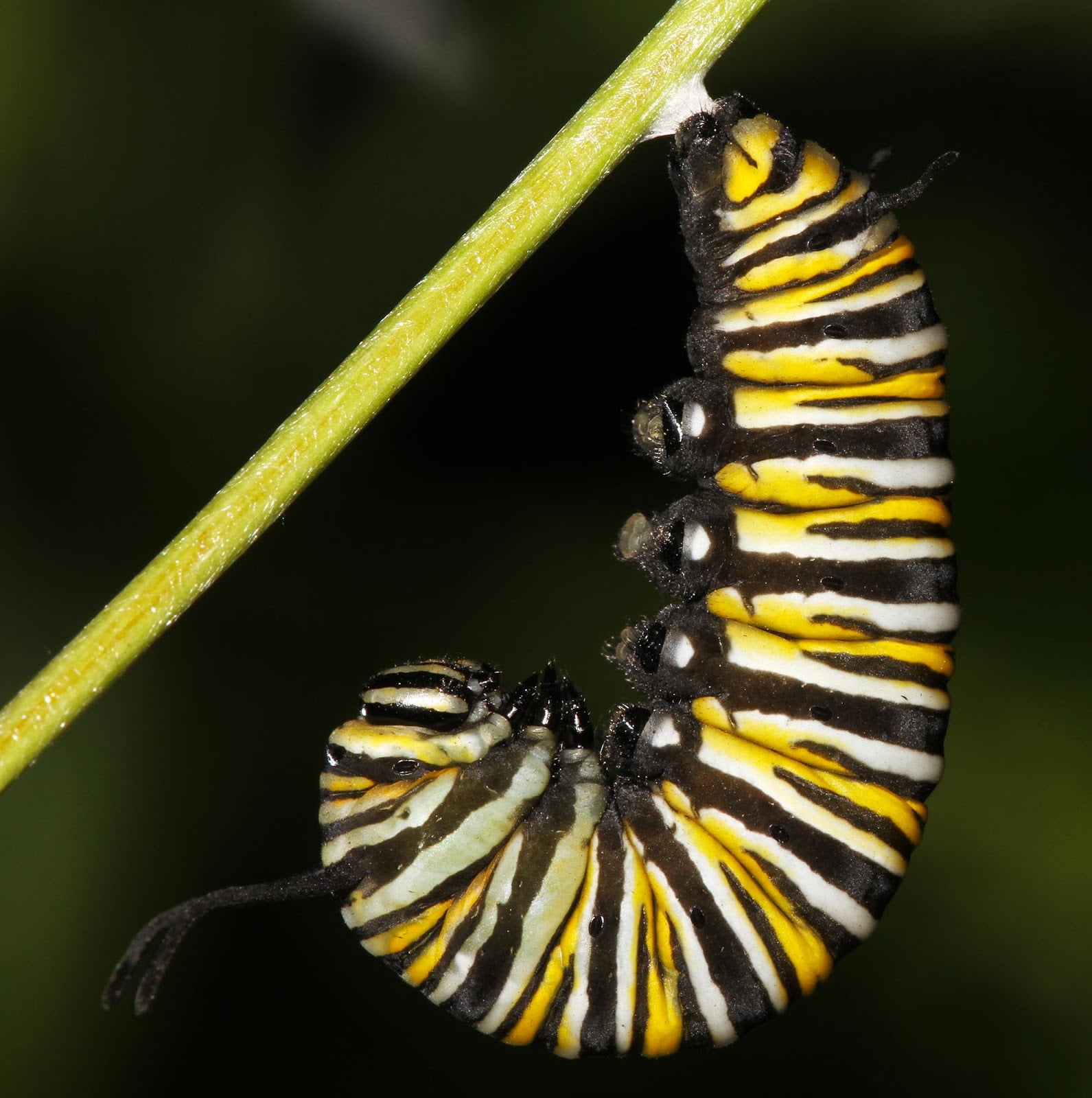 How Long Does a Monarch Caterpillar Stay in its Chrysalis? Johnny