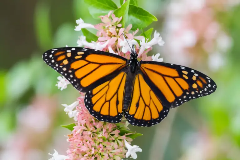 Are Monarch Butterflies Poisonous to Humans?