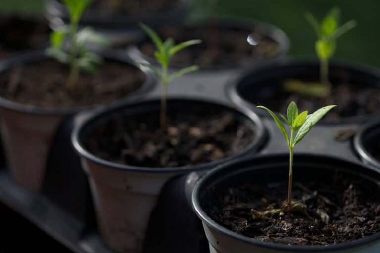 Starting Milkweed from Seed: An Essential Step Towards Biodiversity Conservation
