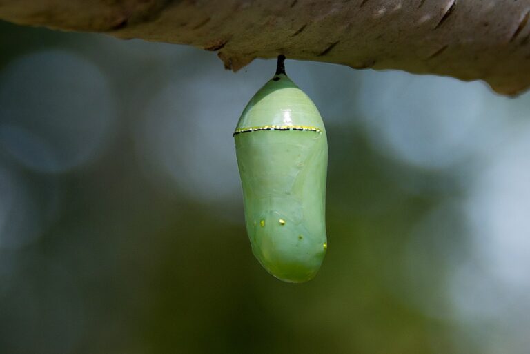 How Long Does a Monarch Caterpillar Stay in its Chrysalis?