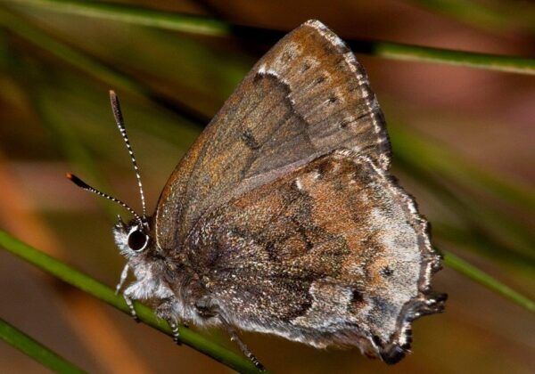 Frosted Elfin Butterfly