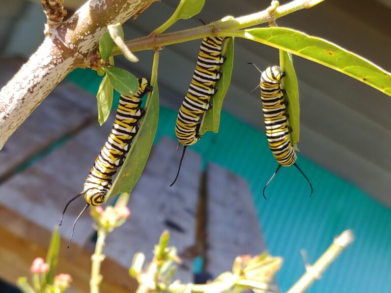 What Does a Monarch Butterfly Caterpillar Look Like?