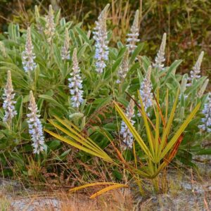 10 Florida-Native Skyblue Lupine Seeds (Lupinus diffusus) for U.S. Southeast