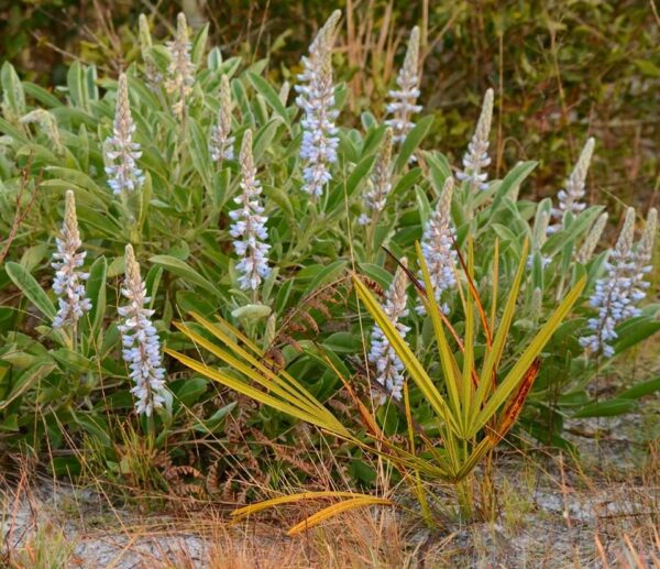 10 Florida-Native Skyblue Lupine Seeds (Lupinus diffusus) for U.S. Southeast