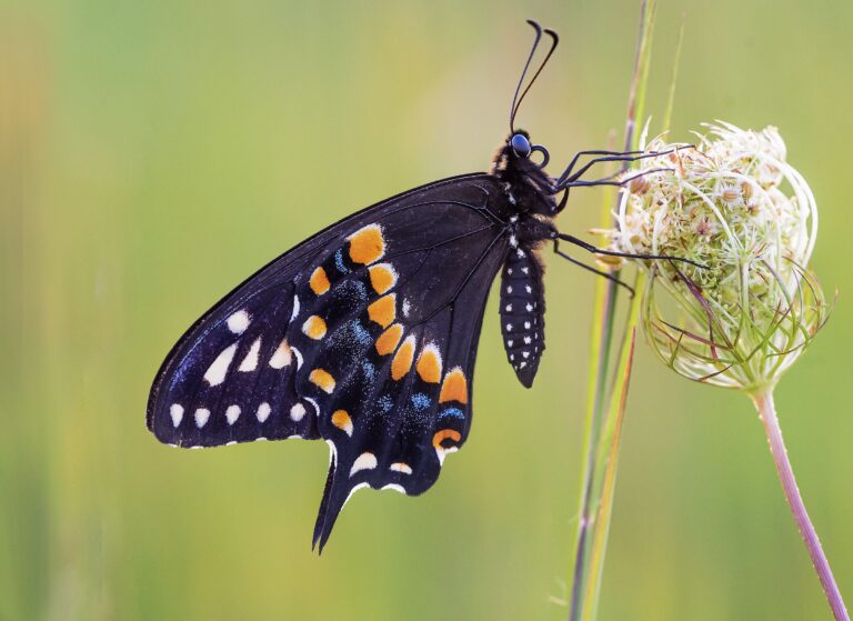 The Black Swallowtail Butterfly: A Graceful Beauty of North America