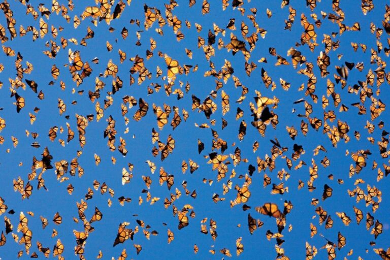 How Many Monarch Butterflies are Left?