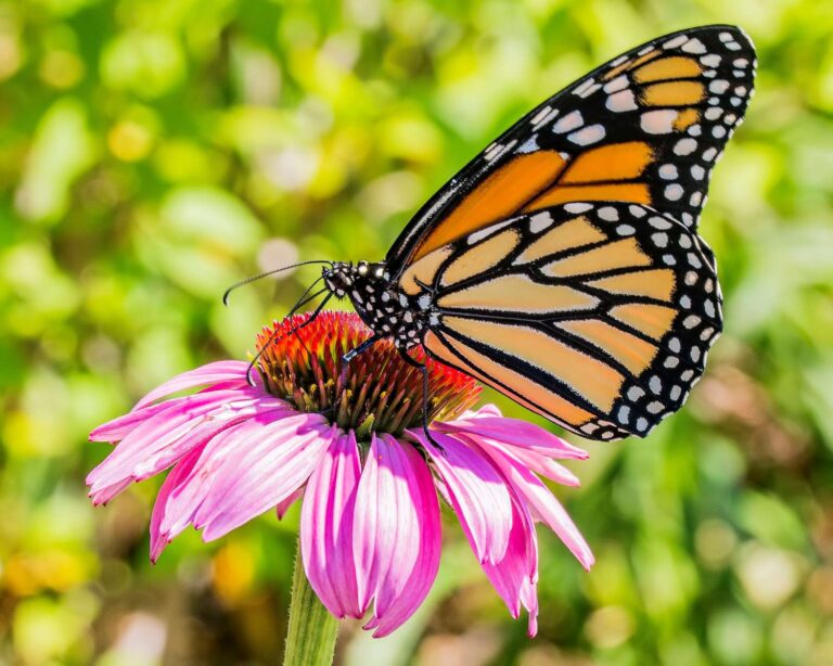 The Purple Coneflower: A Gift to North American Butterfly Gardens and More