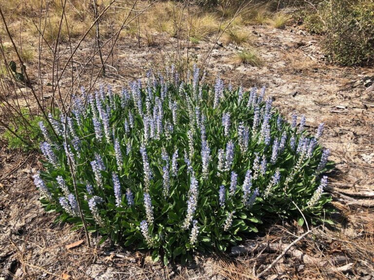 Lupines in North American Butterfly Gardens