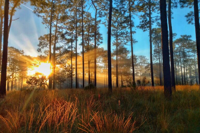 Why is the Longleaf Pine Endangered?