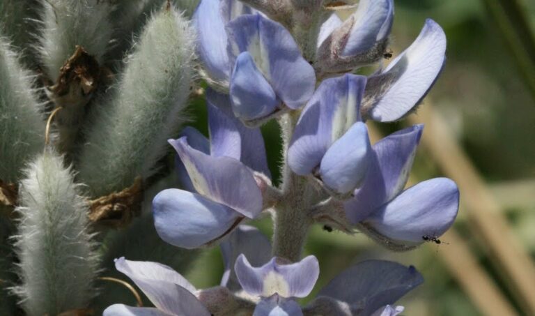 Lupine as Butterfly Larval Host Plant