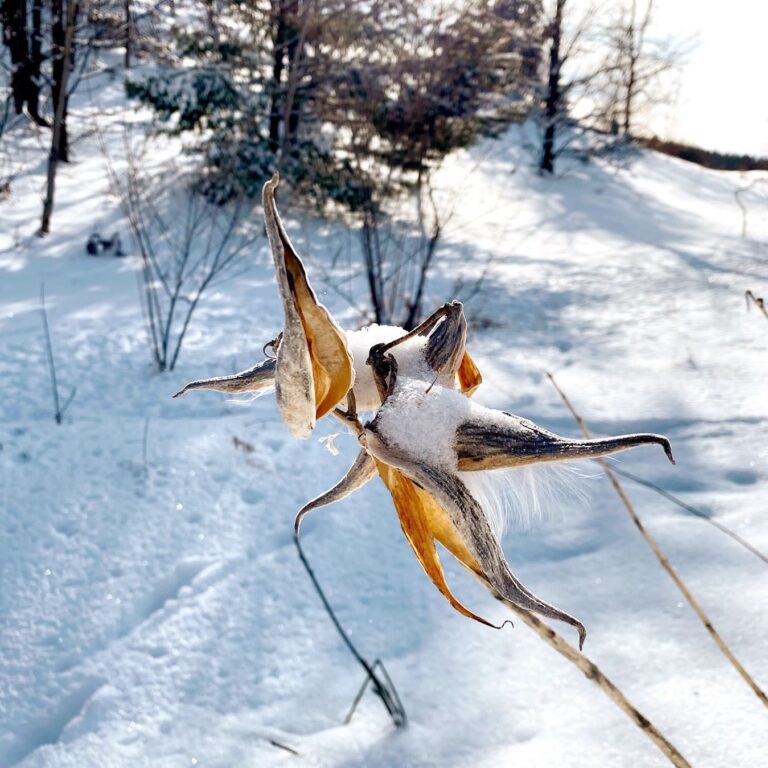 What is “Cold Stratification” and Do I Need it for Milkweed Seeds?